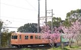 桜に見送られ一日が始まる