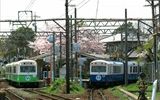 「ブルー兄ちゃん今年の桜も週末で見納めだね。」となろうグリーンが言っているかの様でした。  