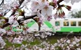 桜咲くのに雨が多い今年　Ａラインあすなろうグリーンが走れば雨も上がる