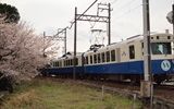 満開の桜もなかなか天気に恵まれません<br />
