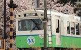 踏切横の桜を通過する、なろうグリーン<br />
