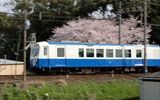 桜を横切る、なろうブルーを流し撮りしました<br />
