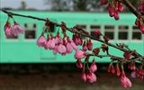 少なくなりつつあるパステル調の車両と桜の花を組み合わせみました。