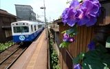 赤堀駅での光景です<br />
朝顔が綺麗に咲いているところになろうブルーが到着です