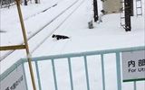 去年雪が積もったときの写真です。<br />
猫ががんばってます！