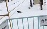 去年雪が積もったときの写真です。<br />
猫ががんばってます！